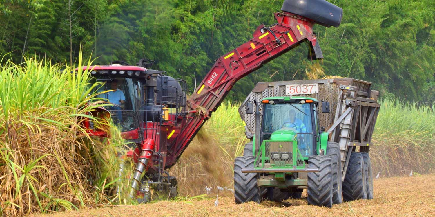 La Cosecha Del Futuro